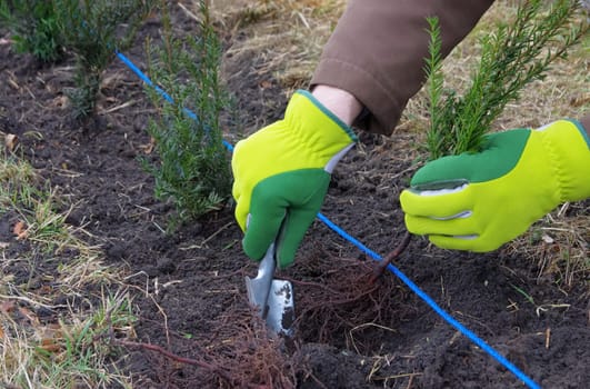 Hedge planting yew - planting a taxus hedge 02
