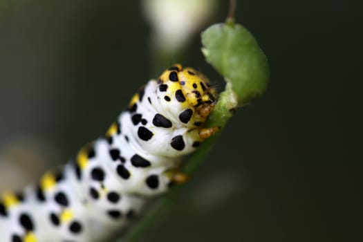 Brownroot monk (caterpillar)