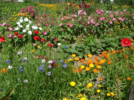 Flower garden in Alverdissen