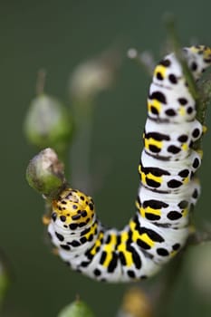 Brownroot monk (caterpillar)