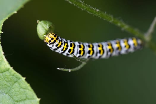 Brownroot monk (caterpillar)
