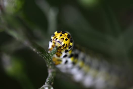 Brownroot monk (caterpillar)