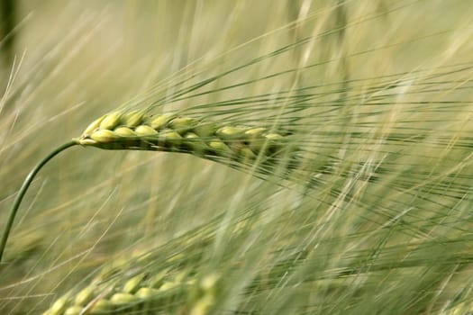 Barley