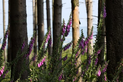 Red foxglove at the edge of the forest