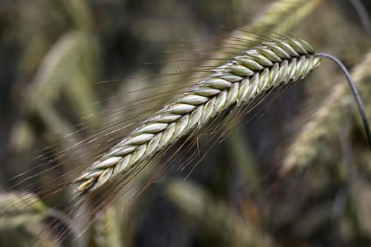 Triticale