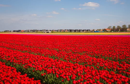 Red tulip field with residential housing in the background.