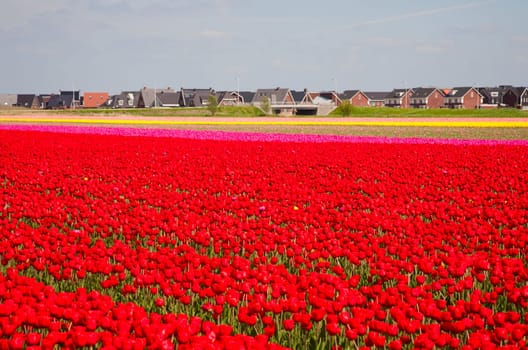 Red tulip field with residential housing in the background.