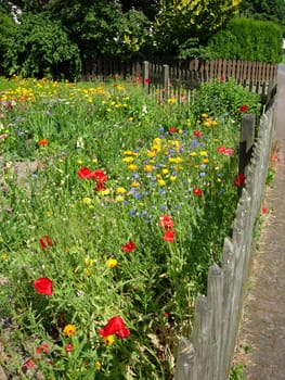 Flower garden in Alverdissen