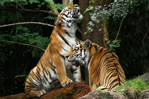 Tiger pair