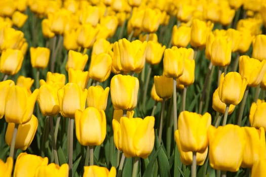 Yellow tulip field in the Netherlands.