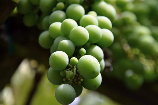 unripe grapes