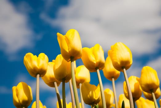 Yellow tulip field in the Netherlands.