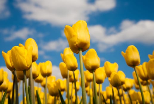 Yellow tulip field in the Netherlands.