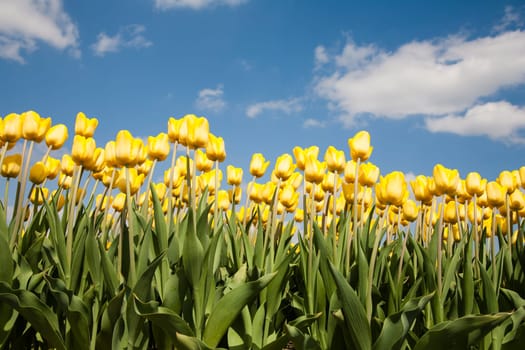 Yellow tulip field in the Netherlands.