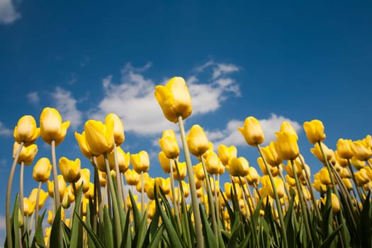 Yellow tulip field in the Netherlands.
