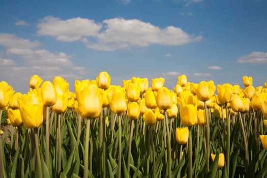 Yellow tulip field in the Netherlands.