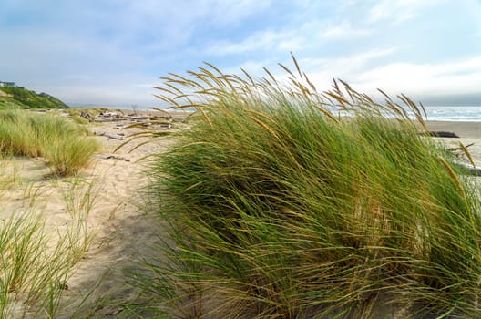 Wind blowing through grass at the Oregon coast
