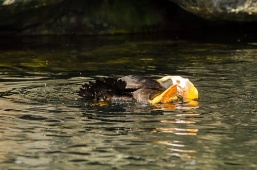 A Tufted Puffin bird splashing around in water