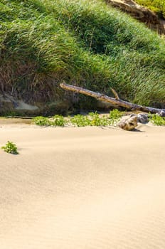 Ripples of sand leading to thick green grass on the Oregon coast
