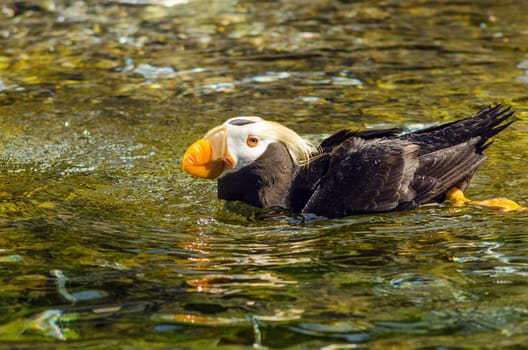 A tufted puffing swimming in water