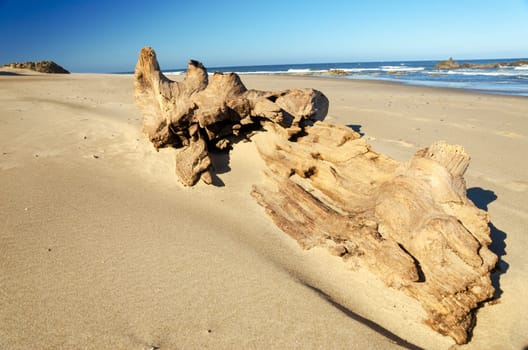 Large piece of driftwood on the beach at Lincoln City, Oregon