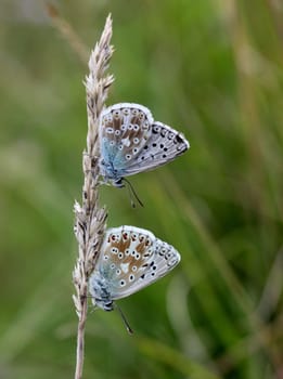 Two silver-green blues (Polyommatus coridon)