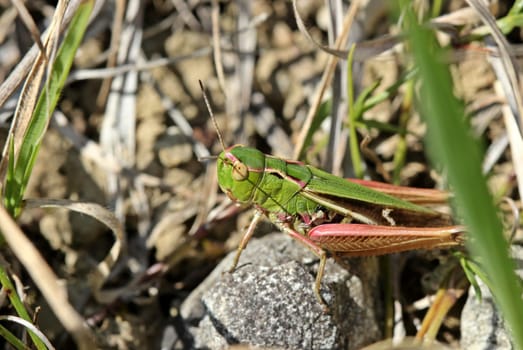 Heath grasshopper (Stenobothrus lineatus) on the Dörnberg