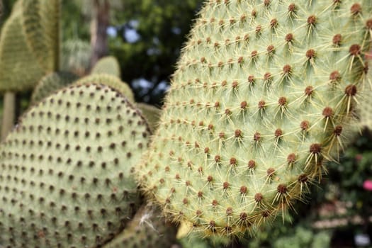 Details of a beautiful opuntia sheerii in a garden.