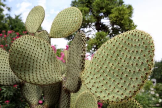 Details of a beautiful opuntia sheerii in a garden.