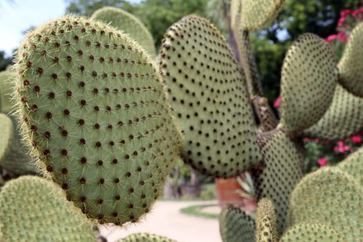 Details of a beautiful opuntia sheerii in a garden.