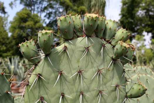 Details of a beautiful opuntia with fruits in a garden.