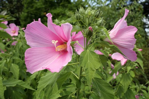 Details of a beautiful pink hibiscus in garden.