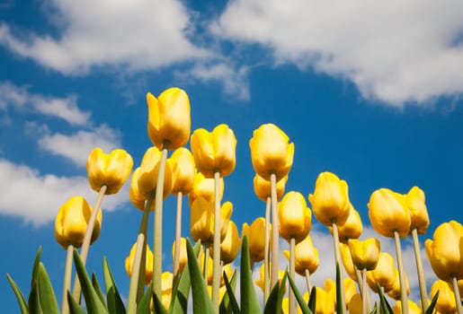 Yellow tulip field in the Netherlands.