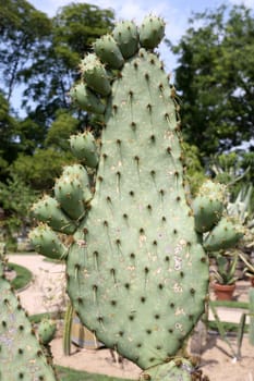 Details of a beautiful opuntia with fruits in a garden.