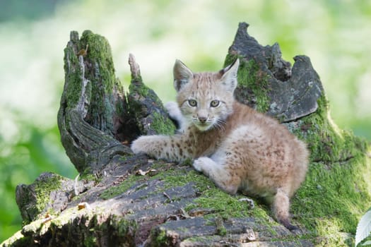 Young lynx