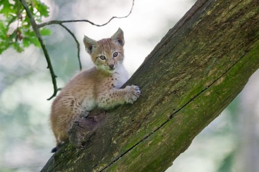 Young lynx