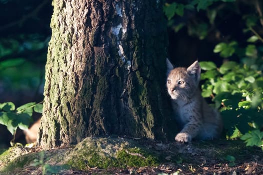 Young lynx