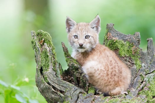 Young lynx