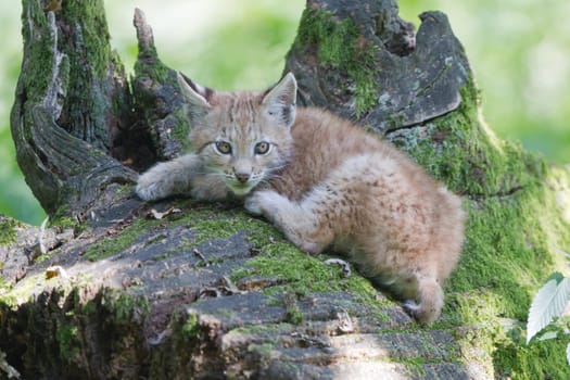 Young lynx