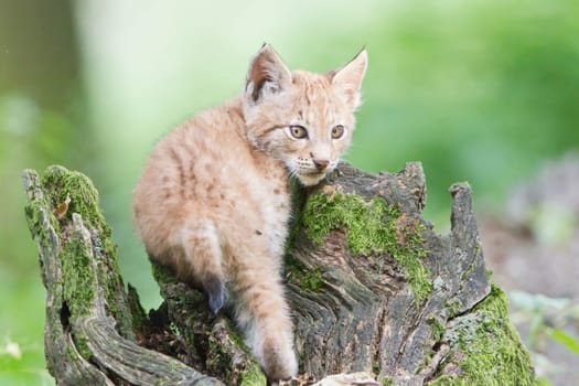 Young lynx