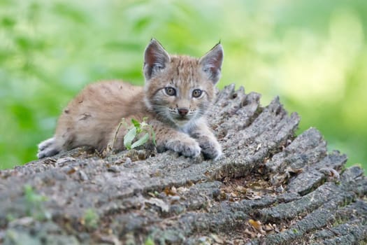 Young lynx