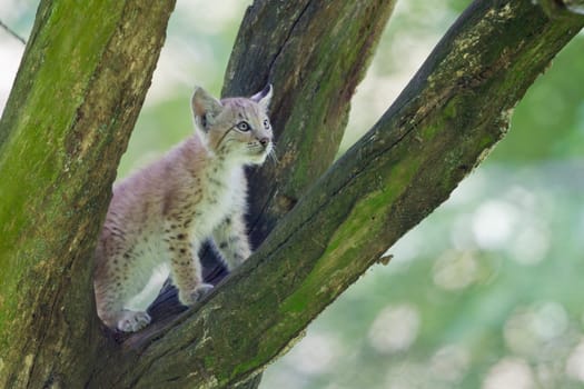 Young lynx