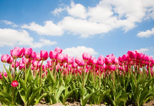 Field of pink tulips in the Netherlands.