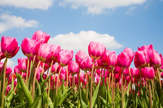 Field of pink tulips in the Netherlands.