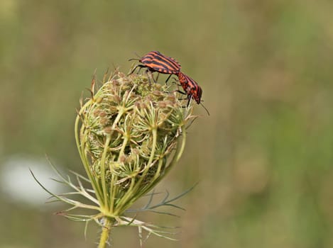 Striped bugs (Graphosoma lineatum) mating