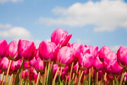 Field of pink tulips in the Netherlands.