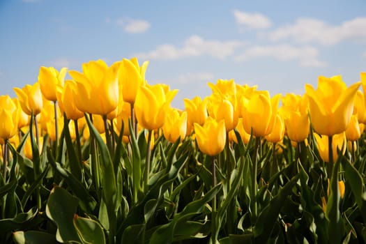 Field of yellow tulips in the Netherlands.