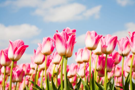 Field of pink tulips in the Netherlands.