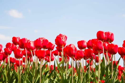 Field of red tulips in the Netherlands.