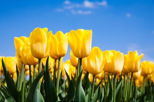 Field of yellow tulips in the Netherlands.